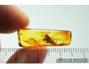 Probably Ichneumonidae, Ichneumon Wasp. Fossil insect in Baltic amber #8079