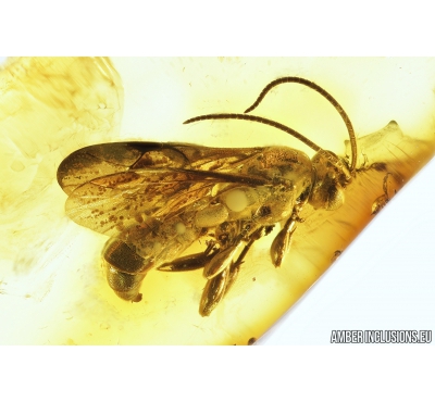 Probably Ichneumonidae, Ichneumon Wasp. Fossil insect in Baltic amber #8079