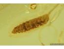 Nice Diptera Larva, Brachycera. Fossil insect in Baltic amber #8085