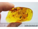 Rare Aquatic Larva of Beetle Scirtidae. Fossil insect in Baltic amber #8087
