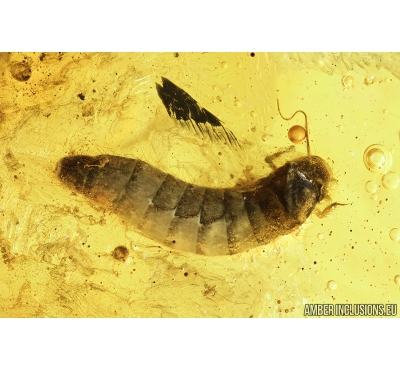 Rare Aquatic Larva of Beetle Scirtidae. Fossil insect in Baltic amber #8087