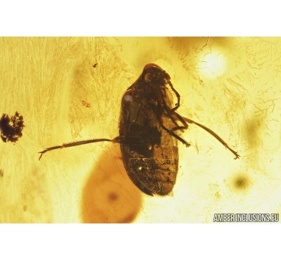 Beetle and Dipterans. Fossil insects in Baltic amber #8106
