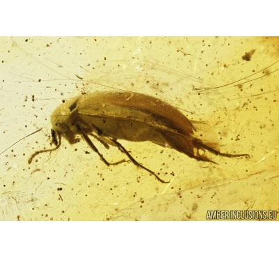 False Flower Beetle, Scraptiidae. Fossil insect in Baltic amber #8108