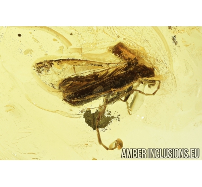 Soldier Beetle, Cantharidae. Fossil insect in Baltic amber #8118
