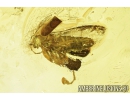 Soldier Beetle, Cantharidae. Fossil insect in Baltic amber #8118