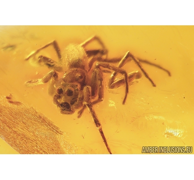 Jumping Spider, Salticidae. Fossil inclusion in Big Baltic amber #8122