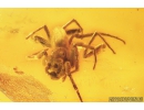 Jumping Spider, Salticidae. Fossil inclusion in Big Baltic amber #8122