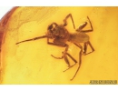 Jumping Spider, Salticidae. Fossil inclusion in Big Baltic amber #8122