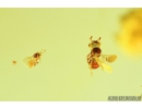 Lizard Skin Fragment, Two Wasps and Spider. Fossil inclusions in Baltic amber #8123