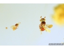 Lizard Skin Fragment, Two Wasps and Spider. Fossil inclusions in Baltic amber #8123