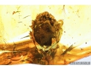 Nice Bud and Spider. Fossil inclusion in Baltic amber #8124