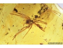Nice Bud and Spider. Fossil inclusion in Baltic amber #8124