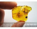 Nice Bud and Spider. Fossil inclusion in Baltic amber #8124