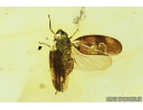 Very nice Planthopper, Cicada. Fossil insect in Baltic amber #8126