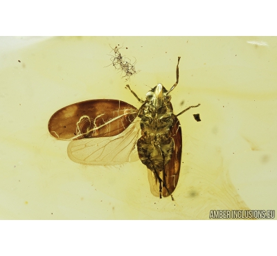 Very nice Planthopper, Cicada. Fossil insect in Baltic amber #8126