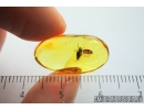 Very nice Planthopper, Cicada. Fossil insect in Baltic amber #8126