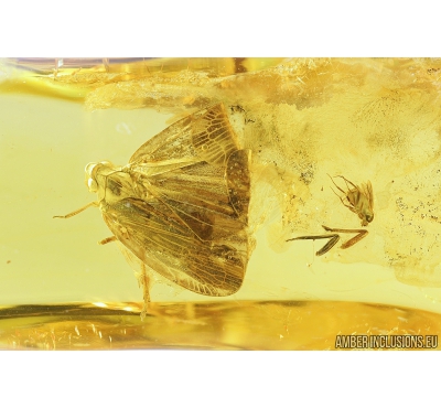 Very nice, Big  Planthopper, Cicada. Fossil insect in Baltic amber #8127