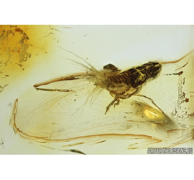 Very nice Cicadina, Fulgoroidea. Fossil inclusion in Baltic amber #8128