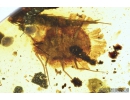 Rare Coccid Ortheziidae. Fossil insect in Burmite Amber from Myanmar #8130