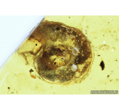 Snail Shell, Gastropoda. Fossil inclusion in Burmite Amber from Myanmar #8131