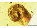 Snail Shell, Gastropoda. Fossil inclusion in Burmite Amber from Myanmar #8131