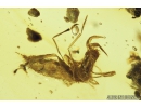 3  Short-tailed Whipscorpions, Schizomida. Fossil inclusions in Burmite amber from Myanmar #8132