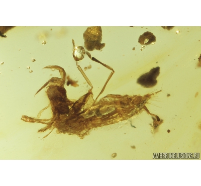 3  Short-tailed Whipscorpions, Schizomida. Fossil inclusions in Burmite amber from Myanmar #8132