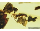 3  Short-tailed Whipscorpions, Schizomida. Fossil inclusions in Burmite amber from Myanmar #8132