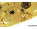 3  Short-tailed Whipscorpions, Schizomida. Fossil inclusions in Burmite amber from Myanmar #8132