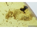 Rare Gecko Skin. Fossil inclusion in Burmite Amber from Myanmar #8133
