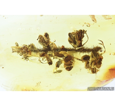 Nice Oak Flowers on Twig. Fossil inclusion in Baltic amber stone #8135