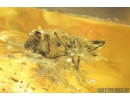 Curculionidae, Entiminae, Snout Bark Weevil Beetle. Fossil insect in Baltic amber #8145