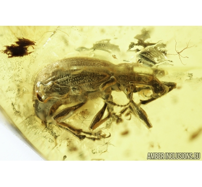 Curculionidae, Entiminae, Snout Bark Weevil Beetle. Fossil insect in Baltic amber #8145