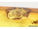 Fungus weevil beetle Curculionoidea: Anthribidae and Dipterans. Fossil insects in Baltic amber #8147
