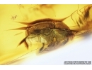 Fungus weevil beetle Curculionoidea: Anthribidae and Dipterans. Fossil insects in Baltic amber #8147