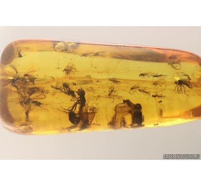 Fungus weevil beetle Curculionoidea: Anthribidae and Dipterans. Fossil insects in Baltic amber #8147
