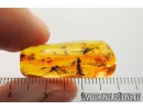 Fungus weevil beetle Curculionoidea: Anthribidae and Dipterans. Fossil insects in Baltic amber #8147