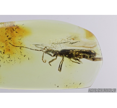 Soldier Beetle, Cantharidae. Fossil insect in Baltic amber #8152