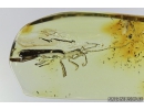 Soldier Beetle, Cantharidae. Fossil insect in Baltic amber #8152