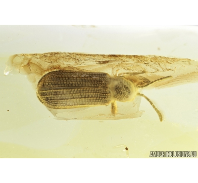 Rare Leaf-mining beetle, Hispinae, Chrysomelidae, Fossil inclusion in Ukrainian Rovno amber #8153R
