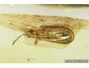 Rare Leaf-mining beetle, Hispinae, Chrysomelidae, Fossil inclusion in Ukrainian Rovno amber #8153R
