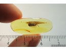Rare Leaf-mining beetle, Hispinae, Chrysomelidae, Fossil inclusion in Ukrainian Rovno amber #8153R