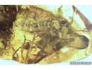 Weevil Beetle Curculionidae, Big Termite and Silverfish. Fossil inclusions in Baltic amber #8155