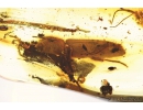 Big Checkered beetle Cleridae with Mites Acari! and Big Wood gnat Anisopodidae. Fossil insects in Baltic amber #8156