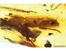 Big Checkered beetle Cleridae with Mites Acari! and Big Wood gnat Anisopodidae. Fossil insects in Baltic amber #8156