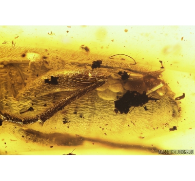 Big Checkered beetle Cleridae with Mites Acari! and Big Wood gnat Anisopodidae. Fossil insects in Baltic amber #8156