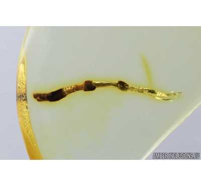 Nice, Rare Plant. Fossil inclusion in Baltic amber #8159