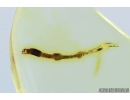 Nice, Rare Plant. Fossil inclusion in Baltic amber #8159