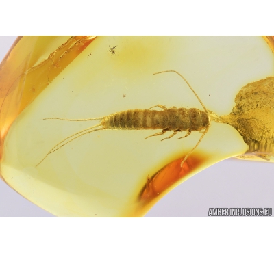 Nice Silverfish, Lepismatidae. Fossil inclusion in Baltic amber #8174
