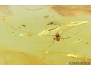 Nice Harvestman, Opiliones. Fossil inclusion in Baltic amber #8176